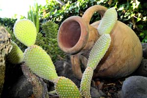 Kakteenpark Cactualdea... Blick auf einige Kakteen