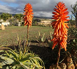 Kakteenpark Cactualdea.... Blick auf die rotblühende Aloevera